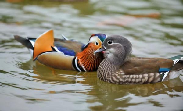 鴛鴦鳥精美圖片