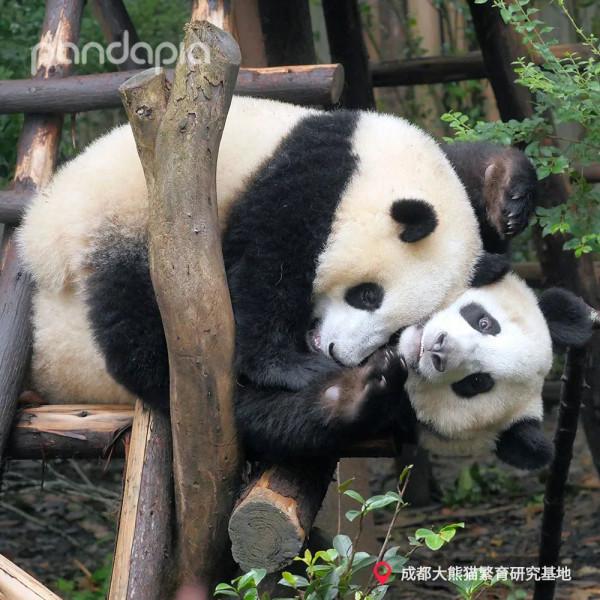 國寶測評！小熊牌枕頭到底有多軟