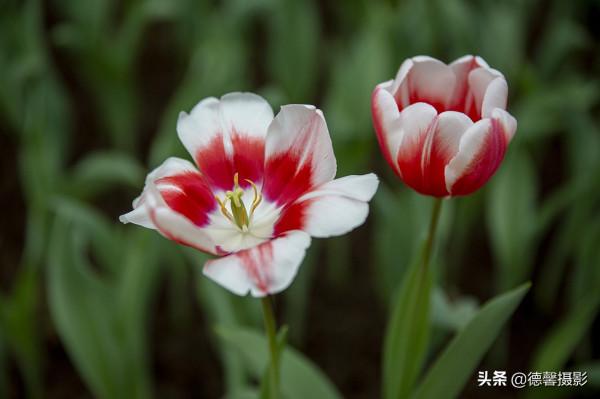 2022新春遊園&mdash;&mdash;植物園賞花