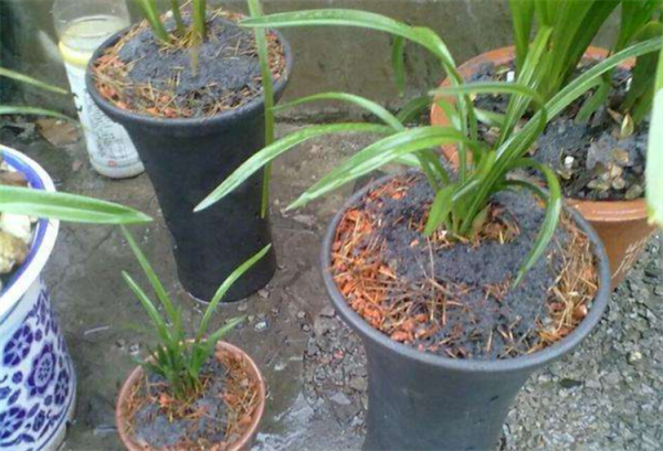 養花冷知識：蚊香灰可以做肥料嗎？