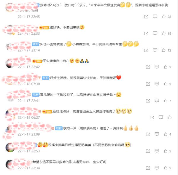 霸氣歸山！青海一隻荒漠貓為啥引起了全網關注？