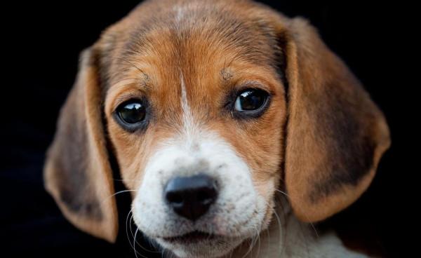 狗天生愛吃骨頭？誤區！這幾類骨頭不能餵狗