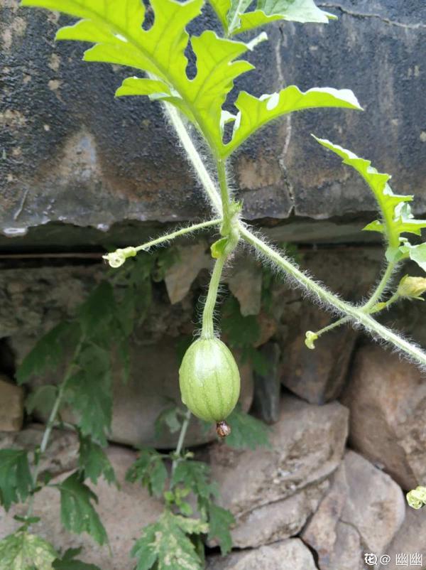 陽臺西瓜咋不甜?5個細節需要注意,西瓜甘甜汁也多 陽臺西瓜咋不甜?5個細節需要注意,西瓜甘甜汁也多