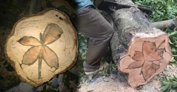 一棵樹價值2.5億，樹苗一棵只要十多塊，這麼珍貴為何沒人種植？