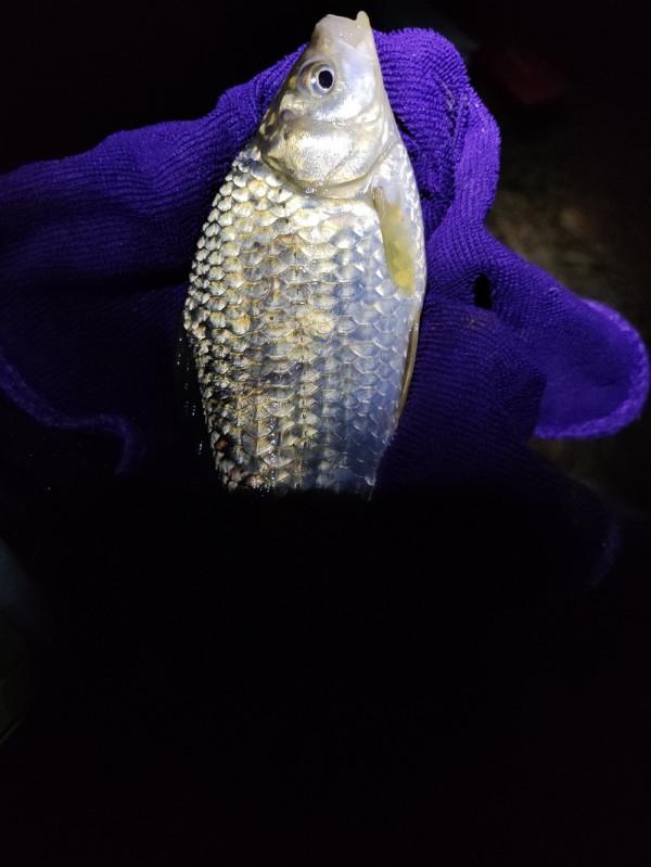 梅子姐又玩路亞又玩手竿，痴迷釣魚連老公的年假也用上了