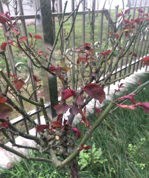 立春之後，4個技巧&OpenCurlyDoubleQuote;拯救&rdquo;花園，不生蟲，不染病，大爆花
