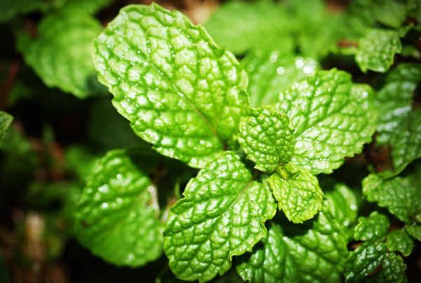 為什麼只有薄荷和辣椒會改變我們的味覺? 為什麼只有薄荷和辣椒會改變我們的味覺?