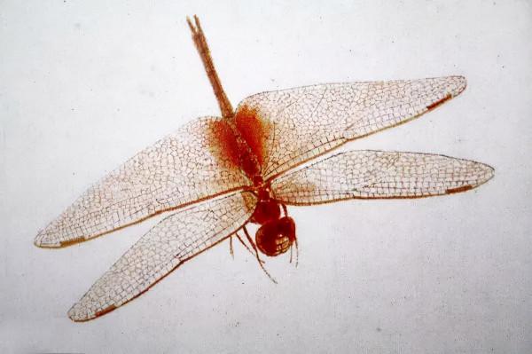 齊白石筆下的飛蟲,精細之極 齊白石筆下的飛蟲,精細之極