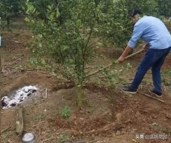 冬肥施的好，開春花量翻一倍，用錯肥爛根死芽，收空盆