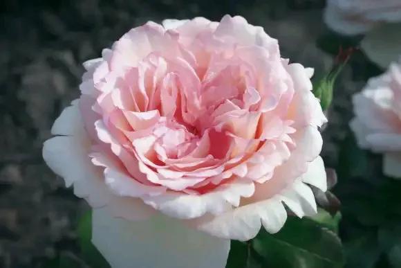 月季品種裡，據有牡丹月季之稱的6個品種，爭奇鬥豔，美不勝收