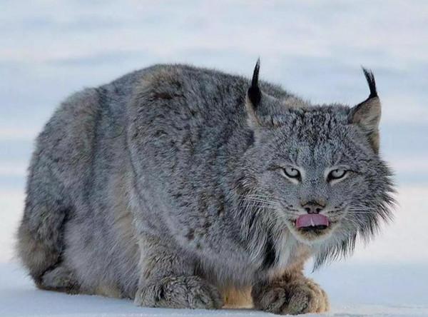 猞猁在森林裡究竟有多恐怖？就算是狼見了，都要叫“大哥”