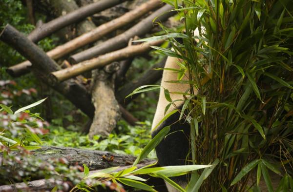 遊記《樂享其成》之國寶