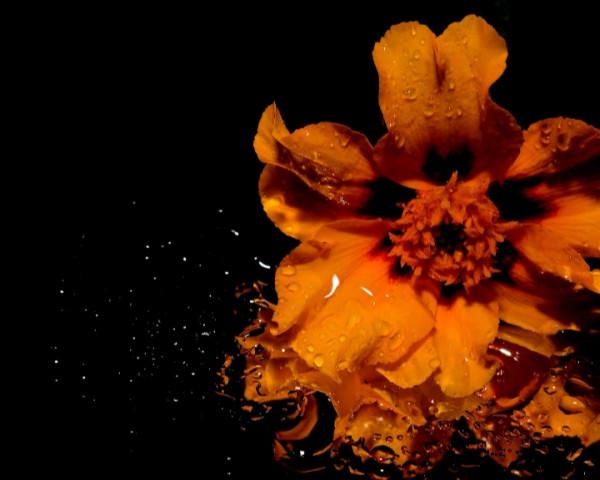 有氣質，看起來溫柔，但骨子裡卻有硬氣的星座：大約這就是情商