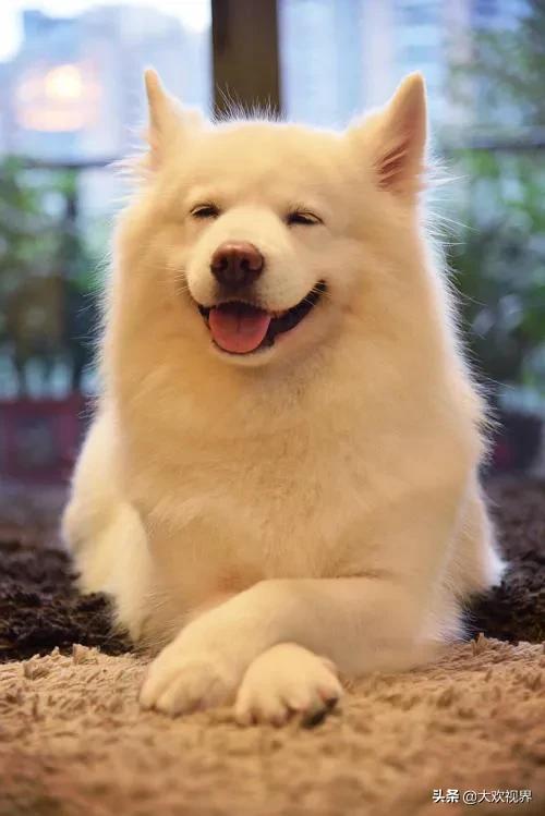 為什麼狗離開主人多年還會相識呢？