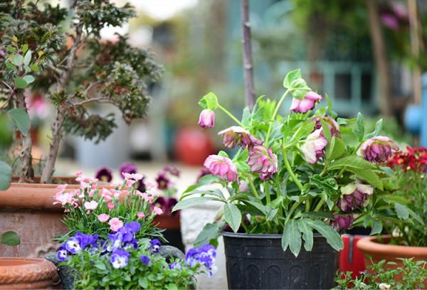 九種洋氣花，名字很“難聽”，建議別嫌棄，養好了也能美出天際