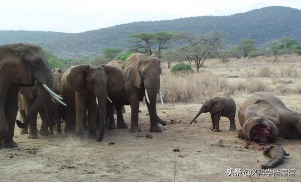動物比人更深情,面對同伴死去,動物哀悼的方式讓人心酸、淚目 動物比人更深情,面對同伴死去,動物哀悼的方式讓人心酸、淚目