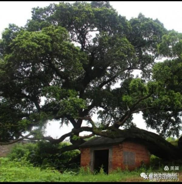 雲峰詩友會十月中旬詩詞專輯