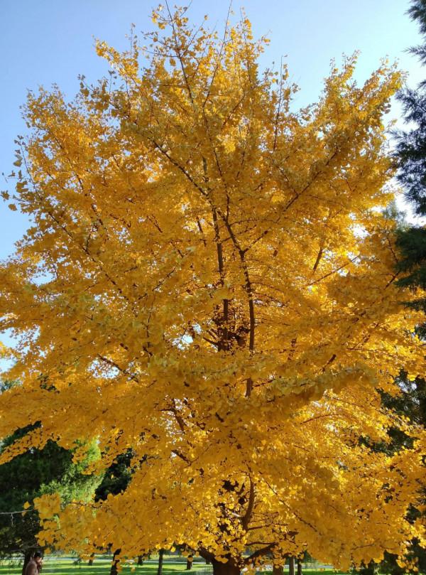 北京迎來最美的元寶黃