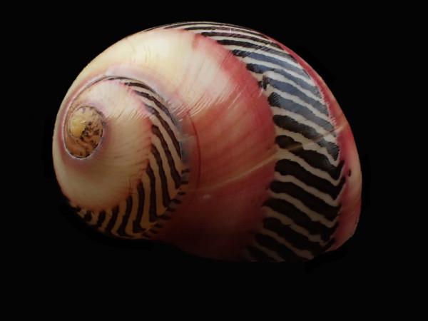 貝殼（338）:五彩蜑螺