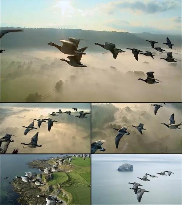 大雁南飛冬天來臨