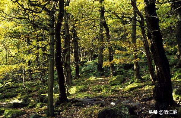 2022年林地徵用費多少錢一畝？視情況區別對待，一卡通直補到戶