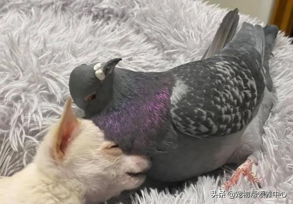 鴿子和狗狗靠在一起，模樣超幸福，其實它們不能飛，不能走...