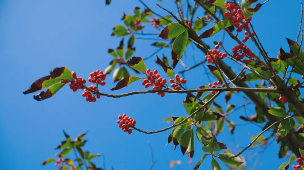 太倉的冬天，“果”然美麗