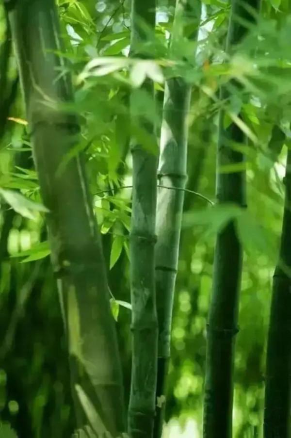 瀟湘神 竹林聽雨