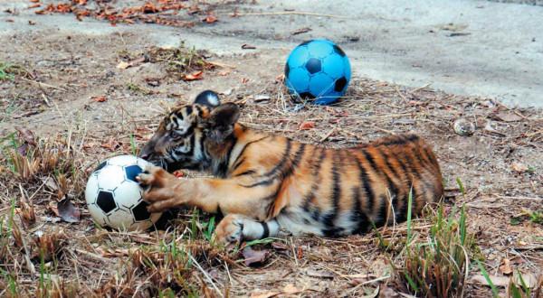 當年放養到非洲大草原的兩隻華南虎，它們後來怎麼樣了？