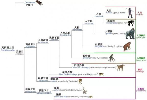 為什麼黃種人、黑種人、白種人之間沒有生殖隔離? 為什麼黃種人、黑種人、白種人之間沒有生殖隔離?