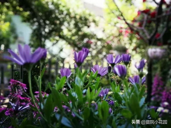 這樣的小院就是我夢想中的花園