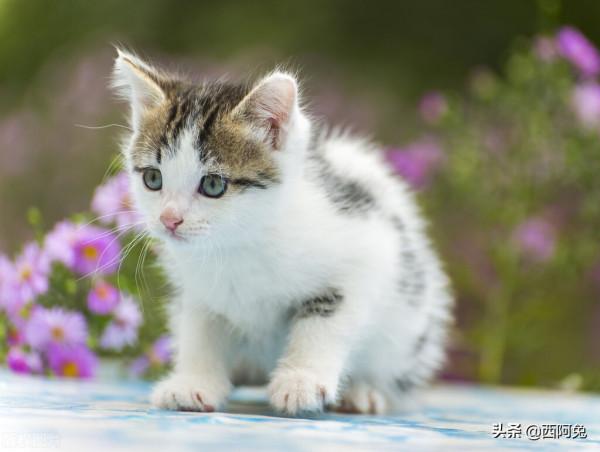 十二星座的十拿九穩 十二星座的十拿九穩