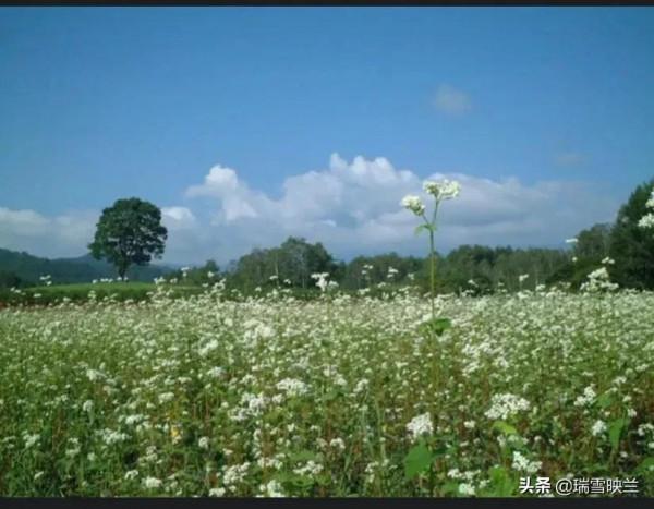 這樣做的蕎麵，你吃過嗎？