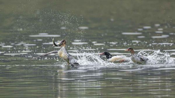 婺源樂安江上的中華秋沙鴨（2021.12.9）