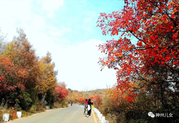 太行紅葉別樣紅