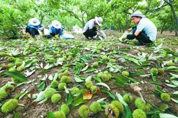 北京周邊遊 | 懷柔不光有網紅民宿，還有高顏值板栗下午茶