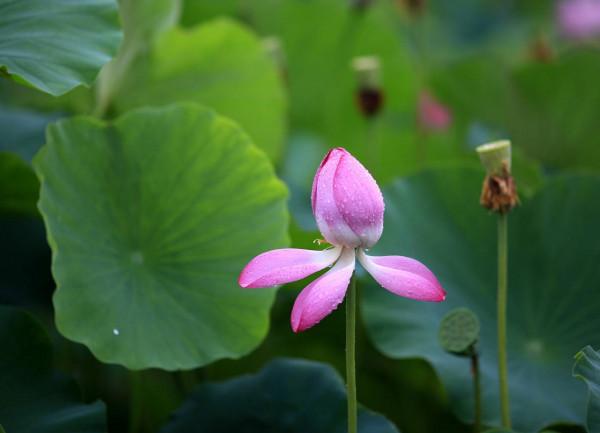 雨中賞平山河溼地公園荷花