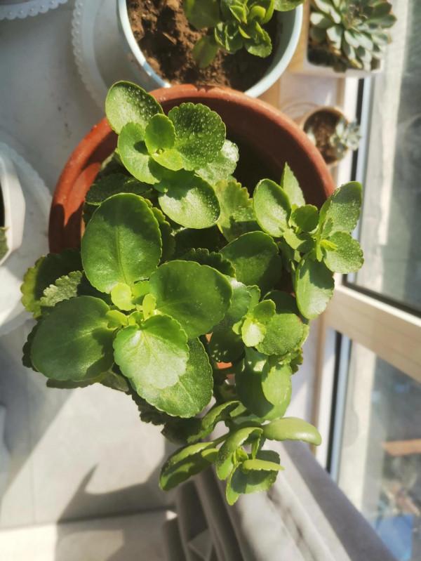 你們的長壽花咋樣了？