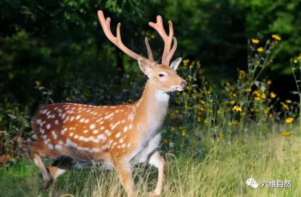 江西一隻野生梅花鹿下山尋找食物，卻被狗狂追，只能跳進水溝躲避