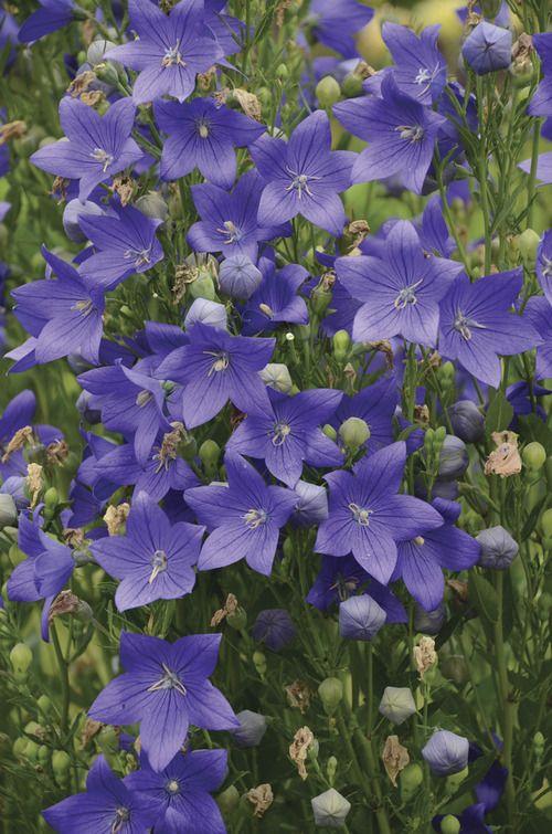 24種紫色花草,高貴而優雅,比綠蘿吊蘭好看多了 24種紫色花草,高貴而優雅,比綠蘿吊蘭好看多了