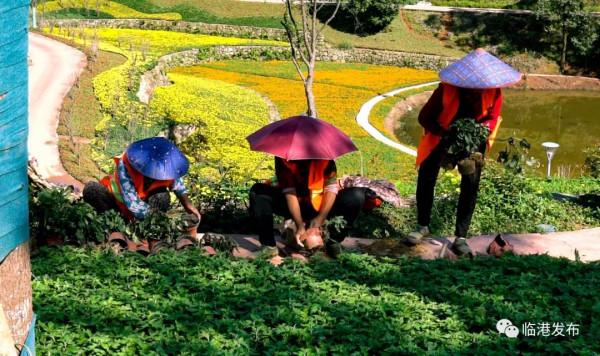 龍頭山菊花展即將開放！超5萬平米，260萬盆菊花…