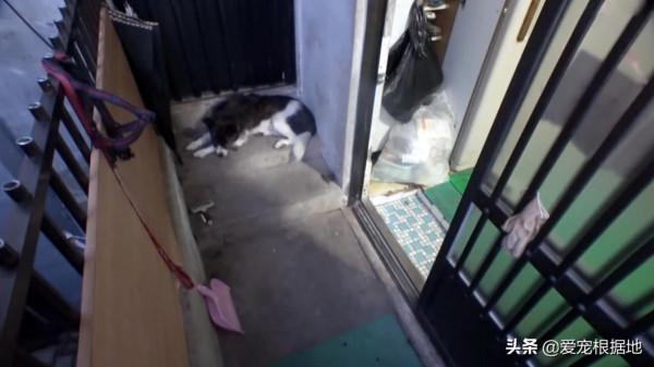 主人因病住院,狗狗每天期待主人回家,一年後的團聚卻是離別 主人因病住院,狗狗每天期待主人回家,一年後的團聚卻是離別