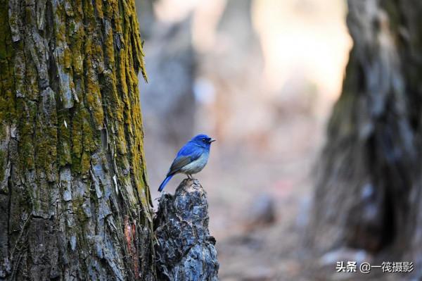 校園候鳥季之——高畫質唯美的小仙鶲