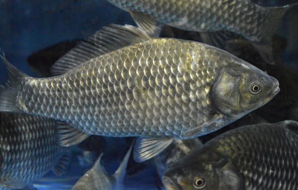 澳大利亞重金通緝一條鯉魚，懸賞500萬！這條鯉魚究竟做了什麼？