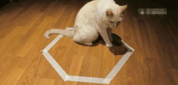 畫個圈就能困住貓，為何貓也喜歡“畫地為牢”？答案來了