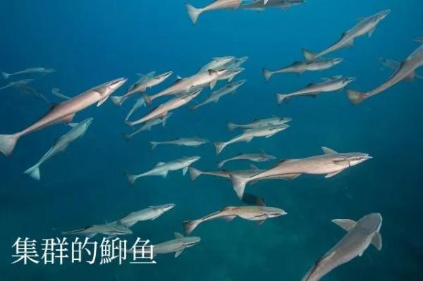 有趣的鮣魚，海洋裡的“狗皮膏藥”，逮誰粘誰