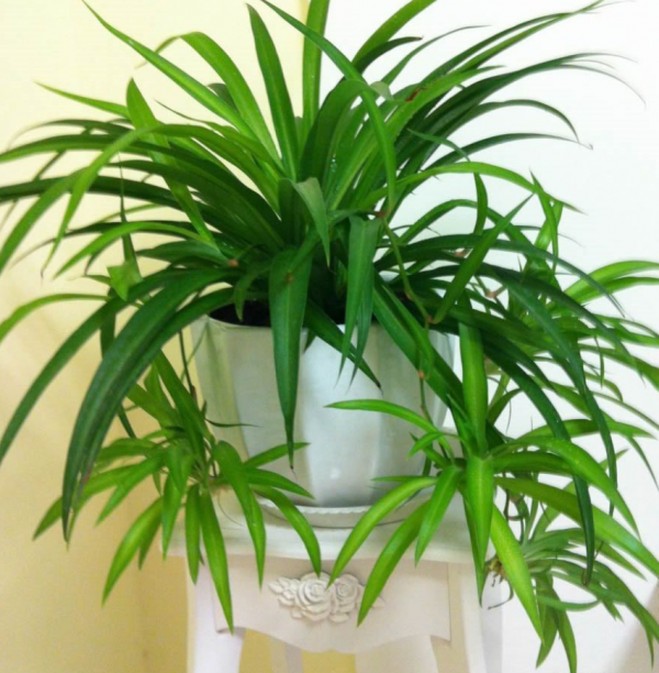 100種觀葉綠植,50種大型的,50種小型的,家裡沒有陽光也能養 100種觀葉綠植,50種大型的,50種小型的,家裡沒有陽光也能養