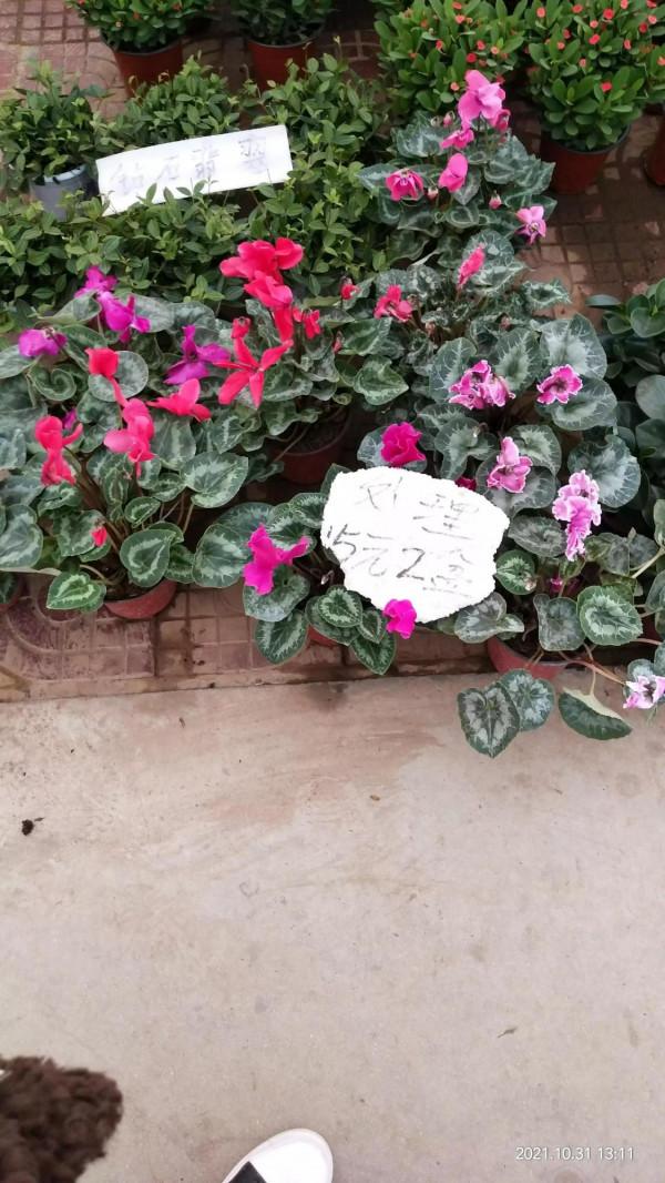 喜歡花的人就愛逛花市 喜歡花的人就愛逛花市