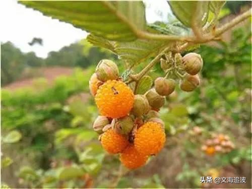 無限風光在險峰——登烏隆普山