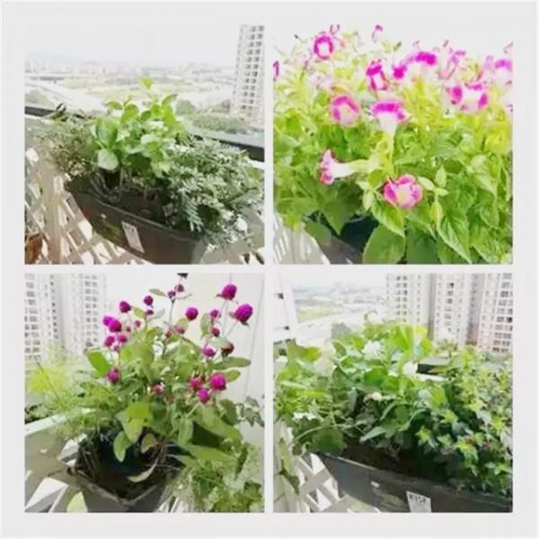 用2000元,爆改一個陽臺花園,你也可以做到 用2000元,爆改一個陽臺花園,你也可以做到